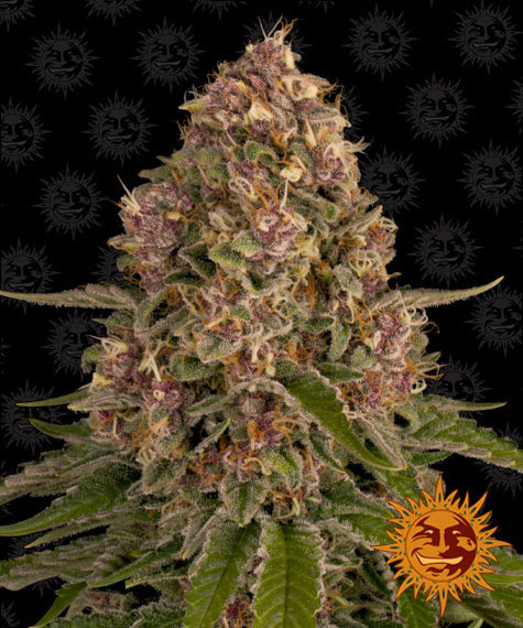 pink-kush_circle_new_12_035221