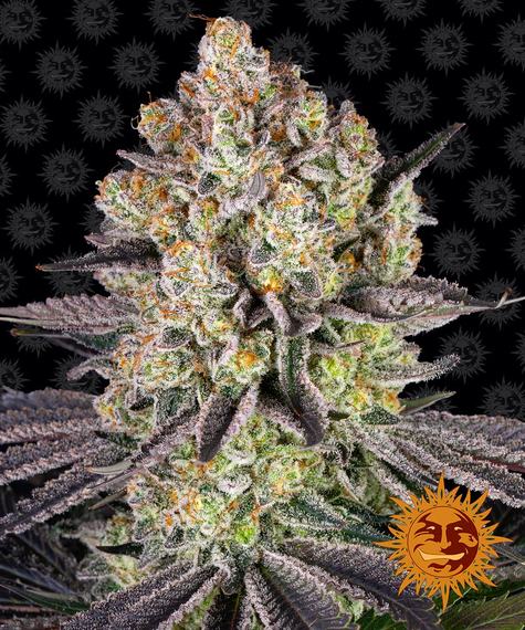 runtz_circle_new_21_167108