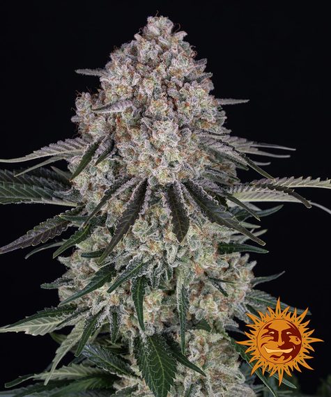 sour-diesel-auto_circle_new_21_421731