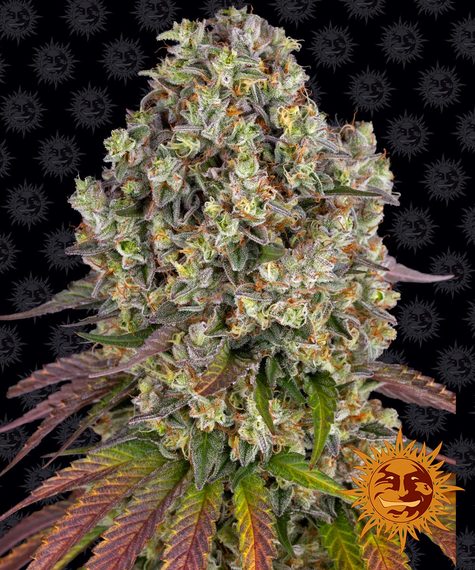 sour-diesel_circle_new_21_955030