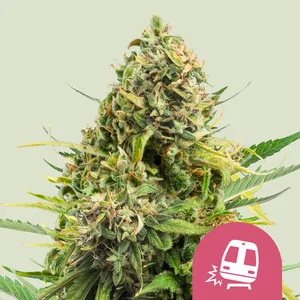 trainwreck