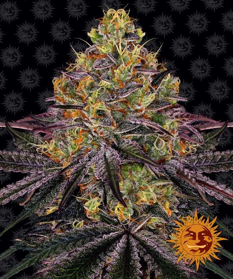 watermelon-zkittlez_circle_new_21_374282